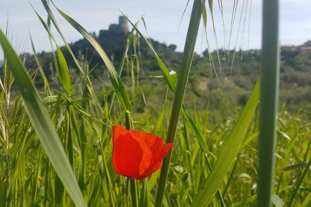 Ferienwohnung La Casina Di Nonna Giulia Castiglione dʼOrcia Exterior foto